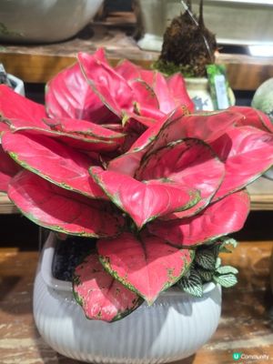 嬌艷欲滴


UCreatorUCreator打卡美食打卡美