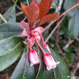 【行山】年初三行大運 尋找春日花蹤