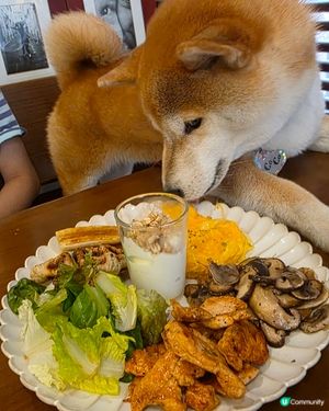 幾好坐嘅一間cafe, 食物質素唔錯, 價錢合理, 對寵物十