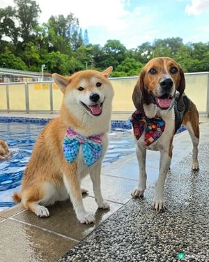 Ringo, Tobey and Coco 開心暢游 at 