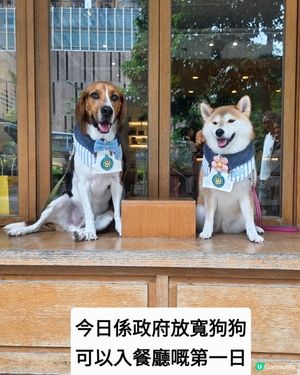 🎉 大日子！今日係政府放寬狗狗可以入餐廳嘅第一日. 唔知點