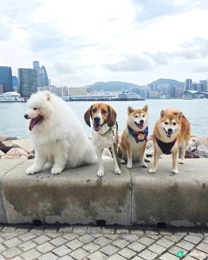 ❤️朋友仔見見面 🐕有草地、有波波, 簡單的快樂❤️

u