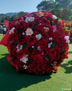 許願樹打卡📸！ 許願之餘，有玫瑰花 & 花車打卡點！🌹