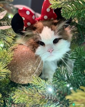 聖誕打卡🩶🤍新影法