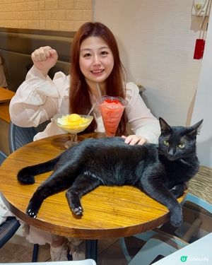 大圍貓貓甜品店推介🐱