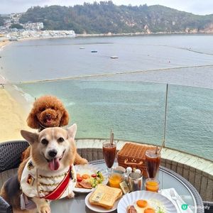 長洲華威酒店🐶🌊  寵主必選！
