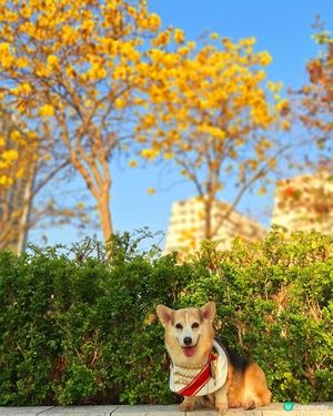 💛 黃花風鈴木，感謝世界 🌻