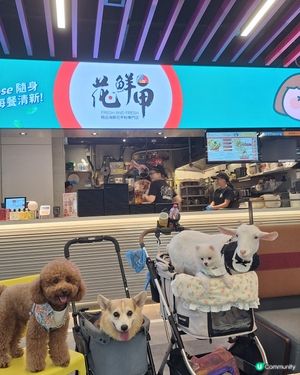 枝竹心心慶功！寵物友善食肆嚟啦🥳！