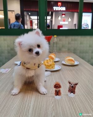 心心店長一日遊！萌兔冰室開張🐰💖