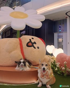 暑假帶毛孩去邊？線條小狗YOHO夏日心友會🐶💖