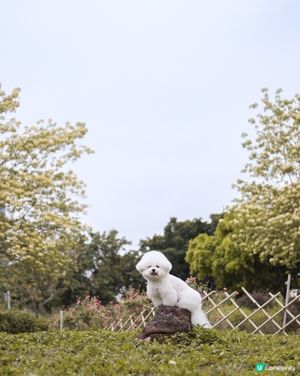 將軍澳打卡秘境❤️‍🔥