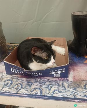 即將變新景象！🏙️ 記得去打卡留影探貓貓🐱！