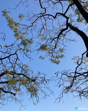 新春屯門公園走走