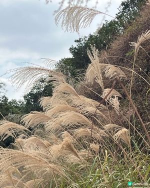 秋高氣爽，行山睇芒草嘅季節，必定首選多芒草又環境優美又易行的