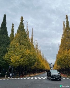 東京 明治神宮外苑 睇黃葉🍂攻略