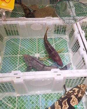 旺角撈海鮮🤤💯｜千海水產✨🐠