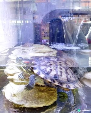 Ice Age Century Turtle 