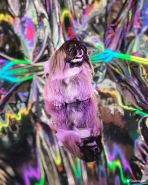 百老匯（西洋菜街）光影體驗館