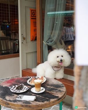 韓系cafe 新址🐾全院 pet friendly