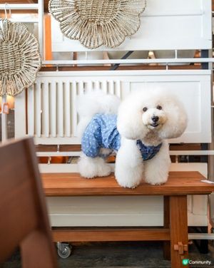 鴨脷洲新寵物友善餐廳🐶🍽️💖