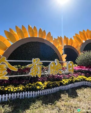 賞菊