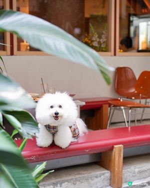 上環隱世毛孩餐廳🐾