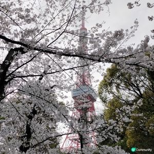 🌸日本櫻花祭準備開始啦🔥東京鐵塔打卡靚到爆💜
