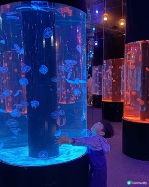 上次去完水母餐廳食嘢之後, Adrian一直對水母念念不忘❤