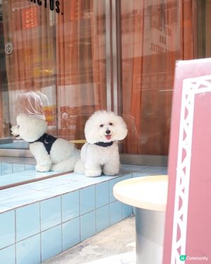 韓式咖啡店登陸港島！毛孩都啱🐶☕️