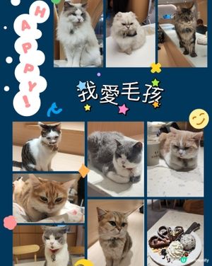 🐱 貓貓Cafe初體驗！與貓同樂兩小時😍😍🐱