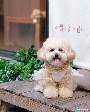 放鬆慢活的寵物有善Cafe