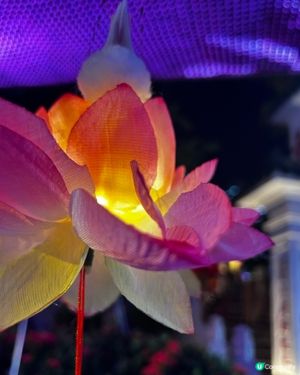 今年黃大仙廟的花燈依舊華麗