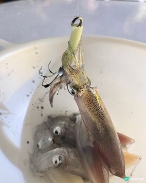 chok墨魚🦑季節又到啦