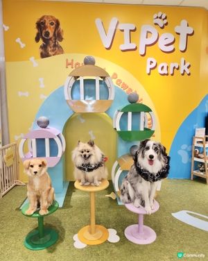 期待已久！東岸板道開通啦！🐶🌊