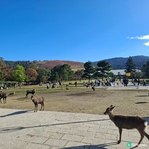 奈良公園餵鹿攻略🦌 點頭鹿仔超可愛😍
