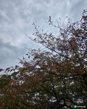 日本好去處 UCreator 日本櫻花 旅行打卡 旅行美食 