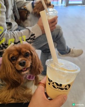 人類健康乳酪飲品＆寵物無乳糖乳酪雪糕