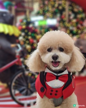 新城市廣場聖誕打卡