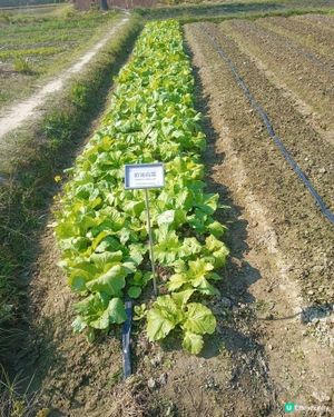 農田探險記 🌱 認識食物來源！