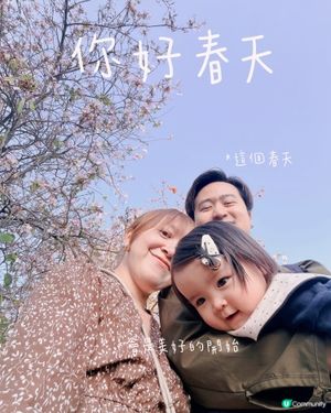 🌸 賞宮粉羊蹄甲！兆康站旁花海😍