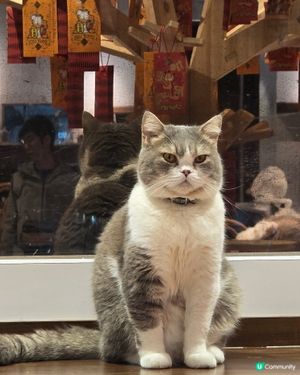 打卡超萌貓cafe🐱