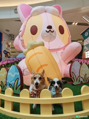 MIKIKI x LAZY CORGI 春日農莊派對🌷💕