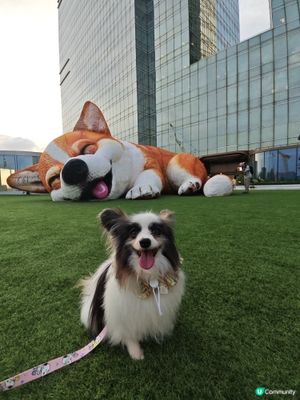 巨型哥基Mochi現身Mega Sky 🐶💕