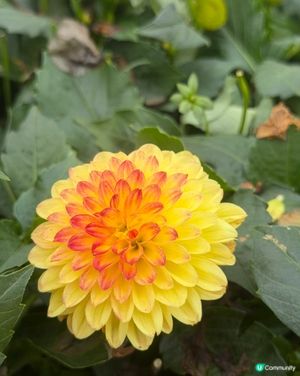 2026 Edward第2次黎花展啦~