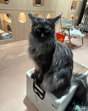 貓奴天堂！🐾 療癒系貓咪空間！💖