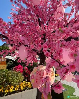 荃灣廣場～甜蜜櫻花季