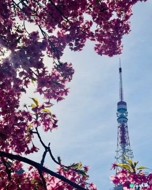 陽光下的櫻花和東京鐵塔