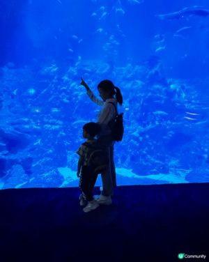 海洋公園變身「藍」陣營！💙🐙🤩