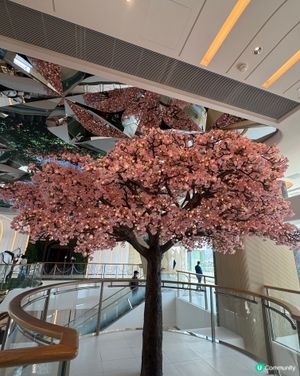 櫻花樹下 