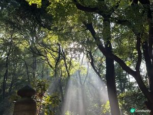 明治神宮避暑一流！🌳☀️ 熱到溶都Chill得住！😎